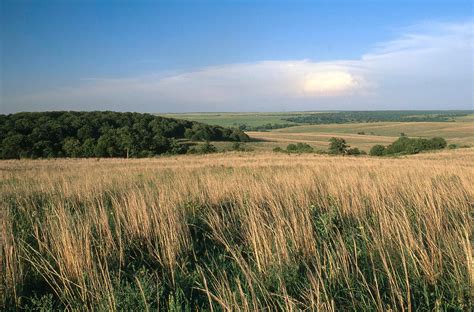 Tallgrass prairie .